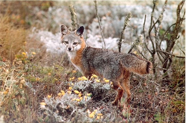 Photo of an Island fox from the Santa Barbara, California, Channel Islands. Photo credit: USFWS Pacific Southwest Region